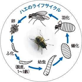 ハエのライフサイクル